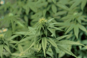 medical marijuana and risks to kids